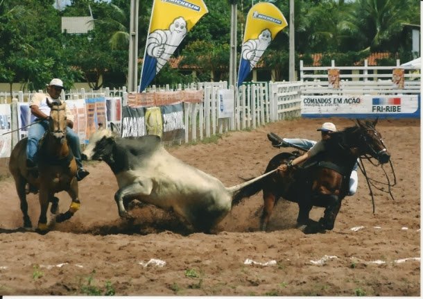 Vaquejada corre risco de ser proibida pelo STF 1