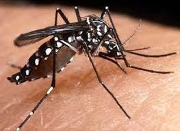 Dengue cresce 44% na Paraíba e Saúde confirma 10 mortes 1 dengue