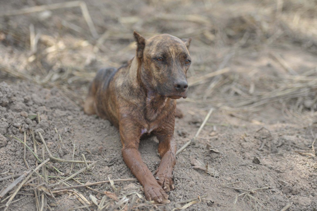 Conheça Vitinho, o cão de Brumadinho que comoveu a internet ao fazer vigília pelos donos 1 50501529 1951426221636888 5750579338095424634 n