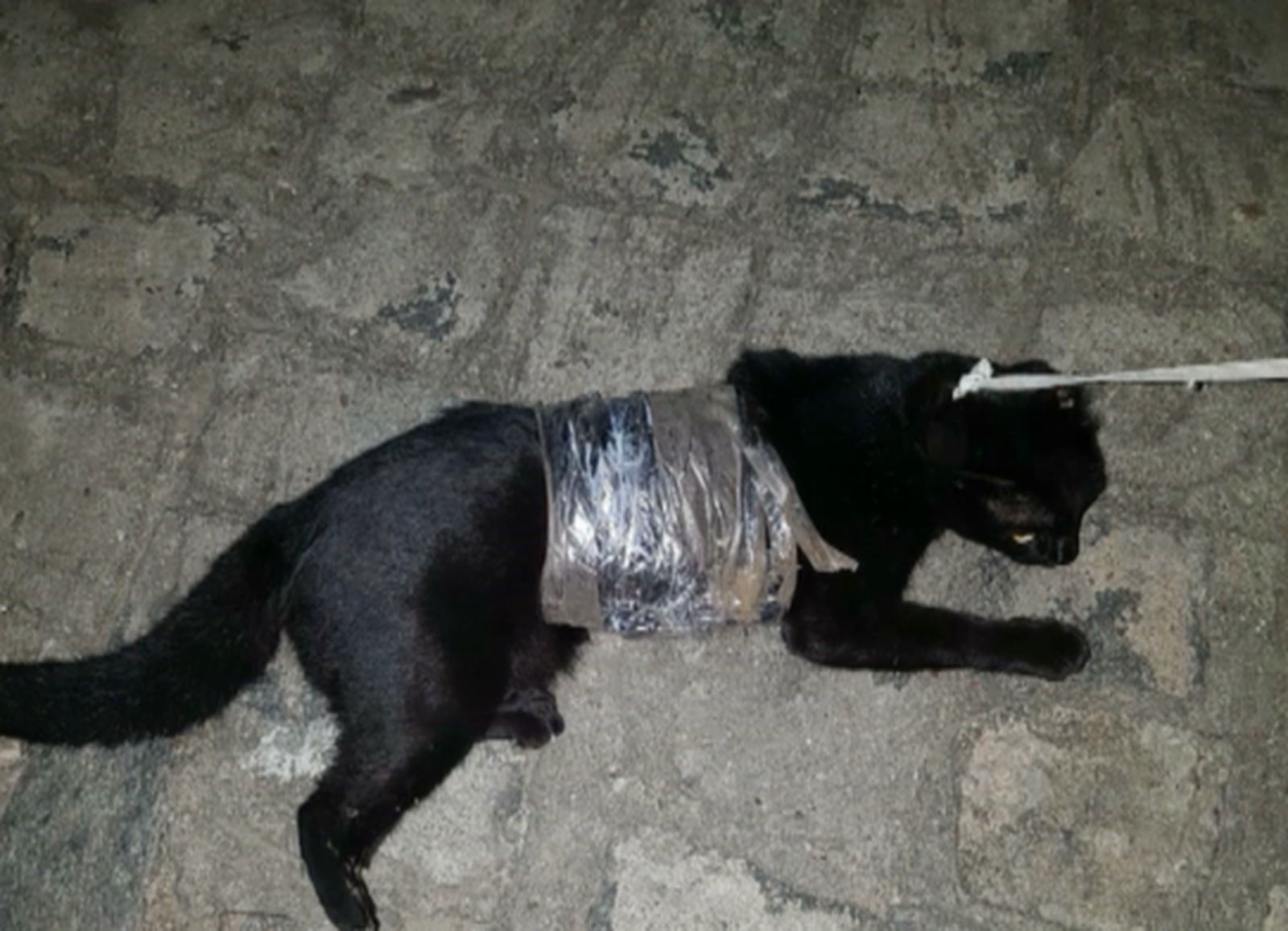 Gato é resgatado com droga e carregadores de celular próximo a presídio 1 gato com droga na pb.png