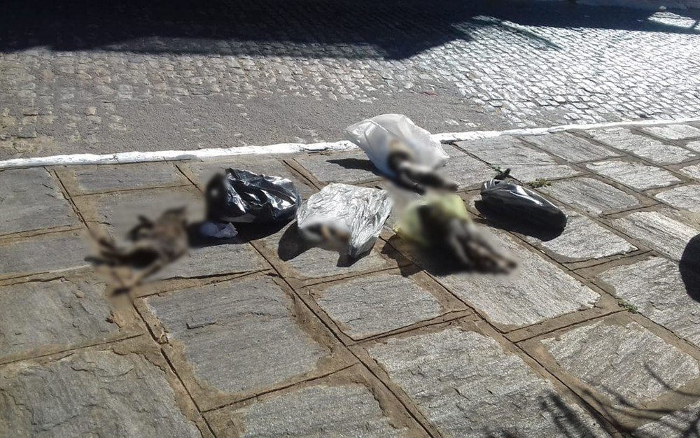 Polícia Civil da Paraíba investiga matança de gatos em Serra Redonda 1 gatos serra redonda