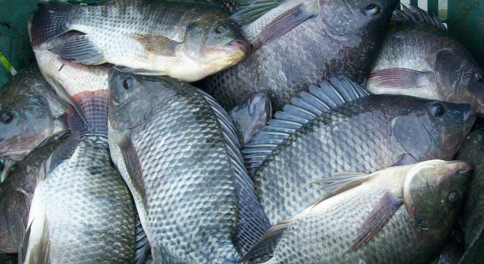 Em Bayeux, prefeitura inicia distribuição de peixes para Semana Santa 1 peixe