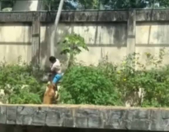 Homem é morto por leoa após entrar em jaula em zoológico de João Pessoa