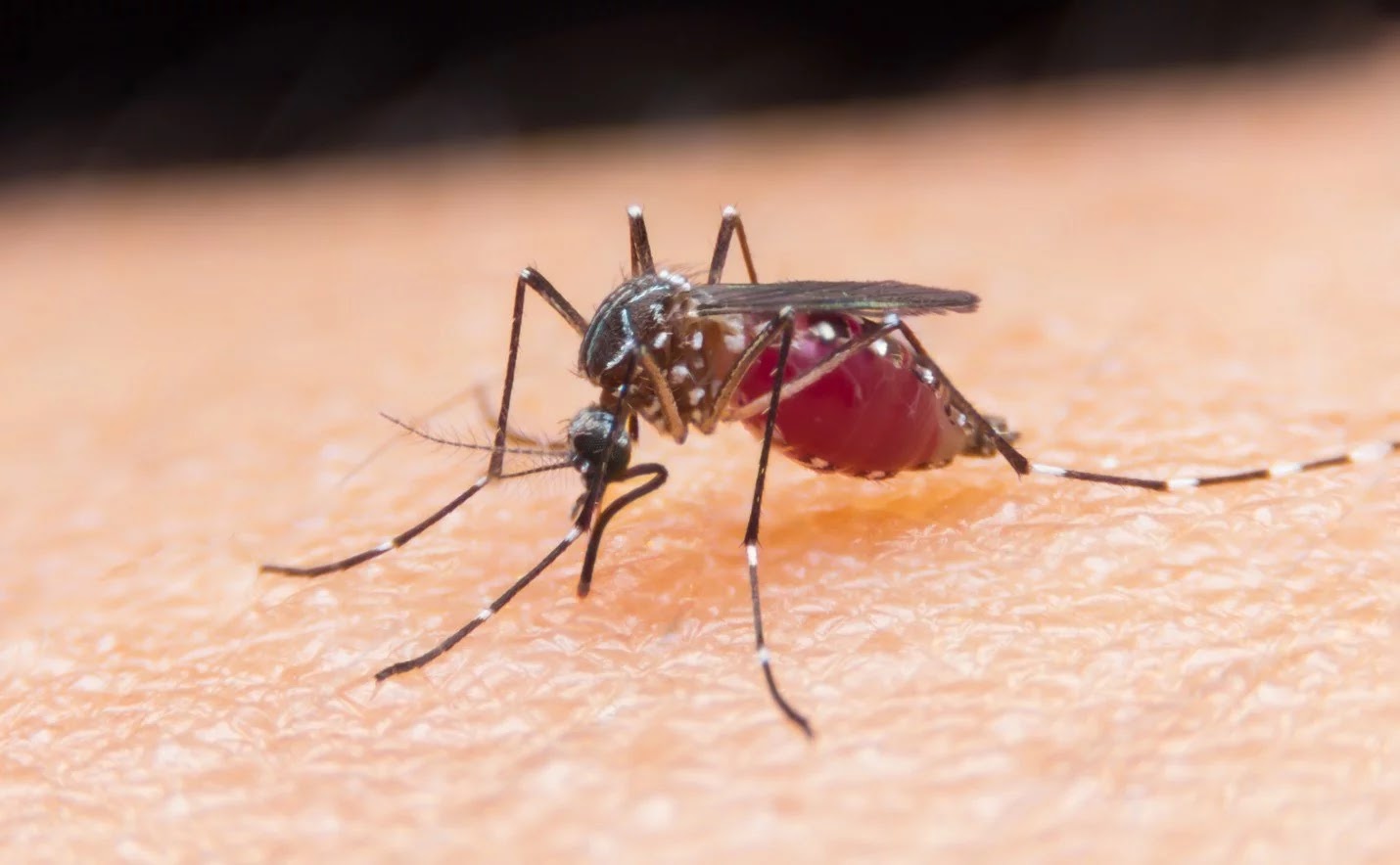Paraíba recebe 125 testes rápidos de malária 1 malaria