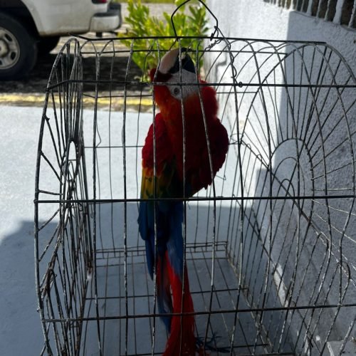 Ave roubada do zoológico da Bica, é encontrada em Santa Rita