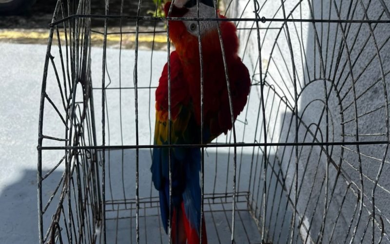 Ave roubada do zoológico da Bica, é encontrada em Santa Rita