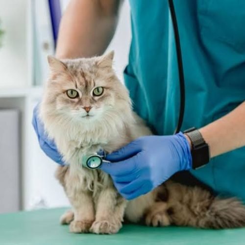 Caravana PB Contra Maus-Tratos leva castração gratuita para felinos em Santa Rita