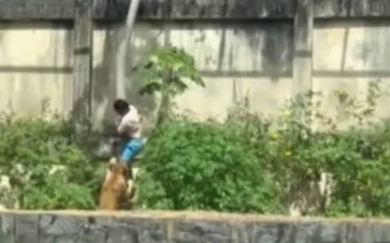 Homem é morto por leoa após entrar em jaula em zoológico de João Pessoa