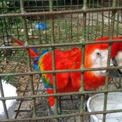 Arara-vermelha avaliada em até R$ 20 mil é recuperada de cativeiro pela Polícia Ambiental
