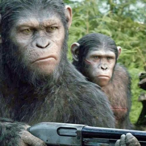 Cinemas da Paraíba têm pré-estreia de 'Planeta dos Macacos: o confronto'