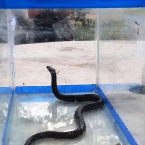 Duas cobras exóticas são apreendidas no Recife em caixas enviadas pelos Correios