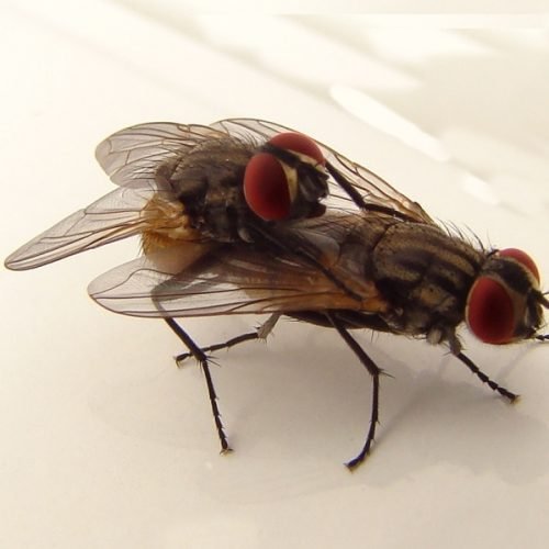 5 maneiras de espantar as moscas