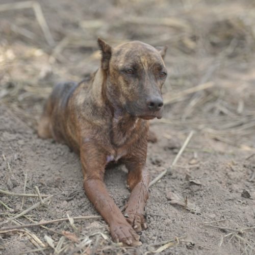 Conheça Vitinho, o cão de Brumadinho que comoveu a internet ao fazer vigília pelos donos