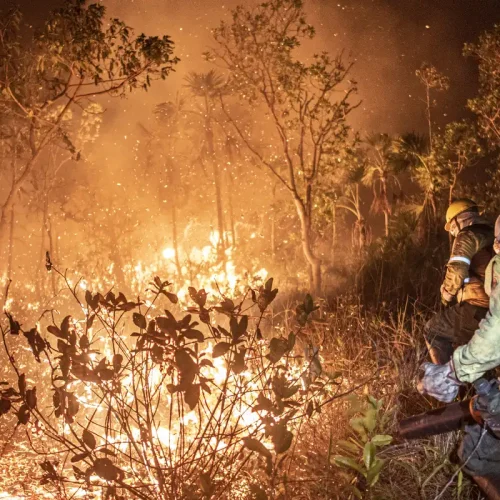 Ibama extingue 229 incêndios no Amazonas e segue no combate ao fogo