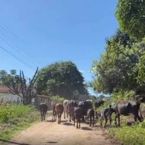 A Operação Cabresto, baseada na investigação e deflagrada no sábado (18), prendeu três investigados e apreendeu oito animais furtados