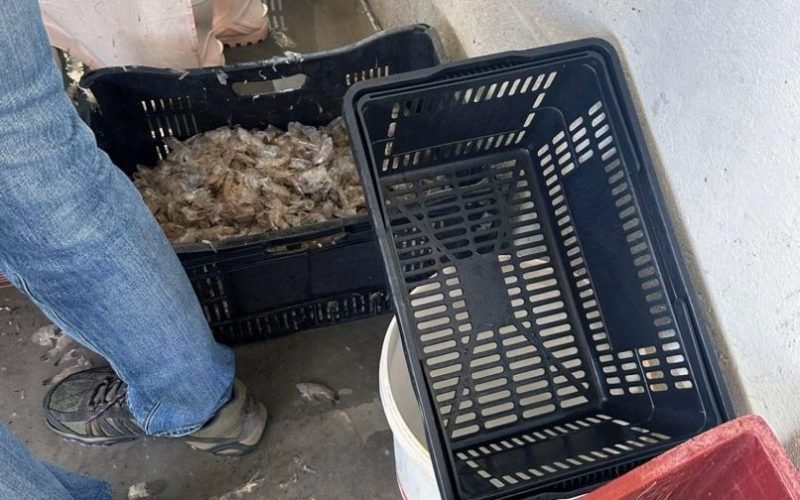 Condição precária: indústria de peixe e camarão é interditada em Bayeux