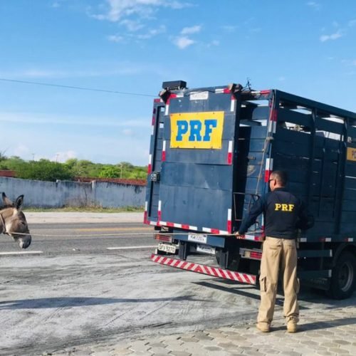 MPPB exige ação imediata contra animais soltos em Santa Rita para evitar acidentes