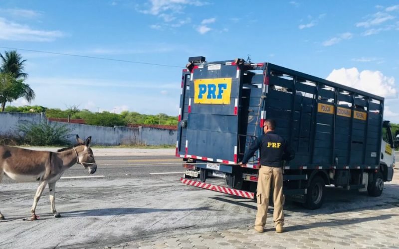 MPPB exige ação imediata contra animais soltos em Santa Rita para evitar acidentes