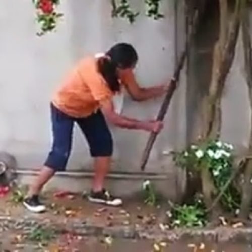 Idosa espanca cachorro até a morte