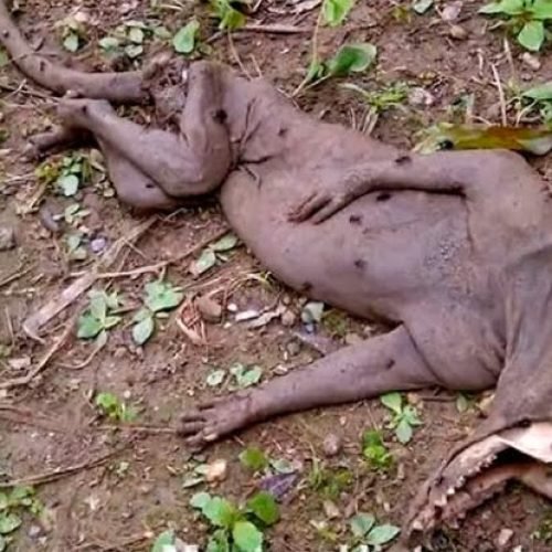 Será o 'chupacabra': Criatura misteriosa assusta moradores de cidade venezuelana!!!