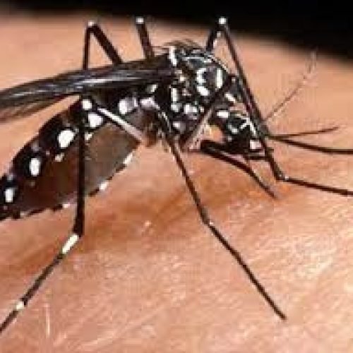 Dengue cresce 44% na Paraíba e Saúde confirma 10 mortes