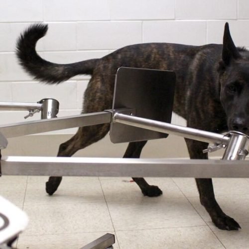 Cães treinados podem ‘farejar’ coronavírus, aponta estudo