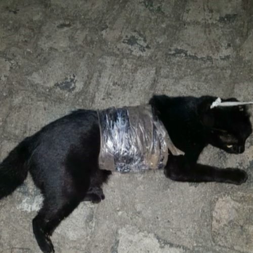 Gato é resgatado com droga e carregadores de celular próximo a presídio