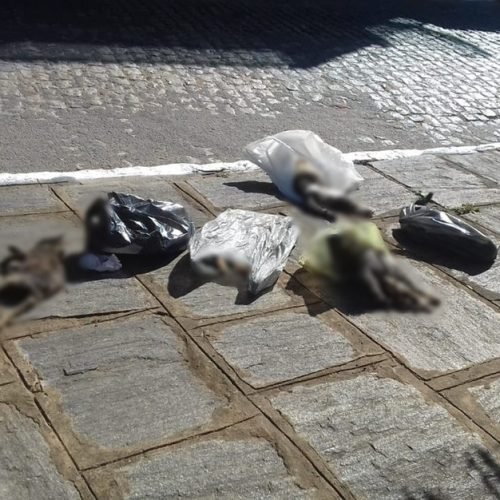 Polícia Civil da Paraíba investiga matança de gatos em Serra Redonda