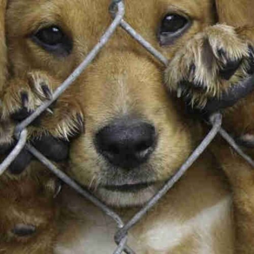 Em Bayeux, projeto prevê severas sanções por maus tratos a animais