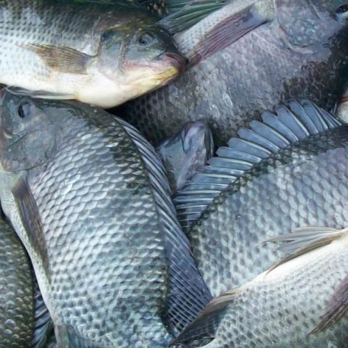 Em Bayeux, prefeitura inicia distribuição de peixes para Semana Santa