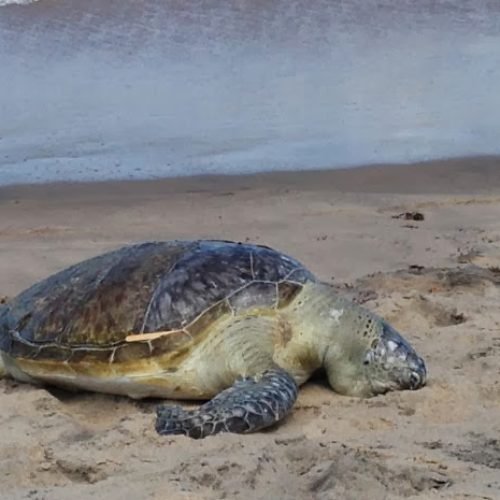 Tartaruga morta é encontrada por banhistas em praia de João Pessoa