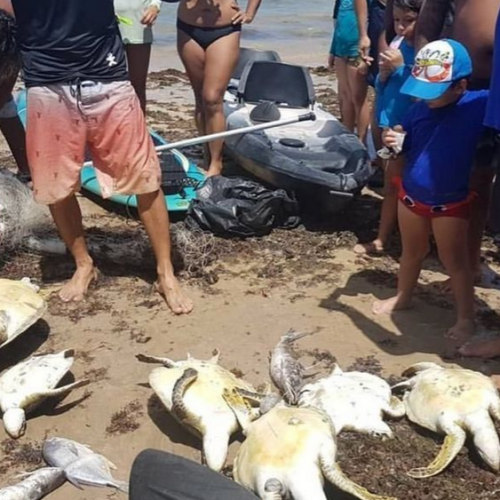 Sete tartarugas marinhas morrem após ficarem presas em rede de pesca na praia do Bessa