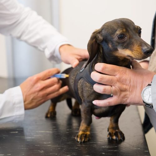 Vacinação contra a raiva animal vai acontecer nos meses de setembro e outubro, na PB